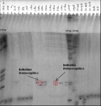 Electroforesis en gel de poliacrilamida del locus A113 de A. mellifera. Se señalan las bandas; una para individuo homocigótico, dos para heterocigótico y las bandas del patrón de peso molecular (PPM).