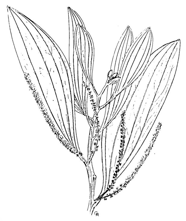 La Acacia mangium y la producción de Miel